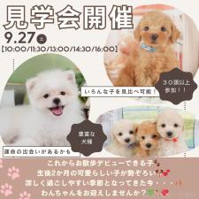 矢込晴菜ブリーダー